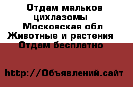 Отдам мальков цихлазомы - Московская обл. Животные и растения » Отдам бесплатно   